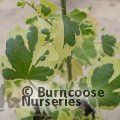 ABUTILON x hybridum 'Savitzii' 